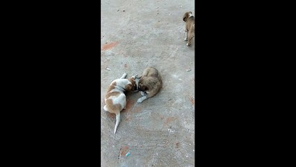 Fighting of Cute Puppies