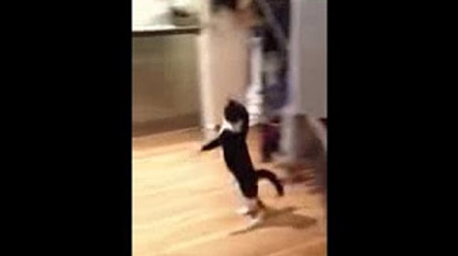 A CUTE Cat Dancing On 2 Legs FAIL - Funny Cat Videos #1