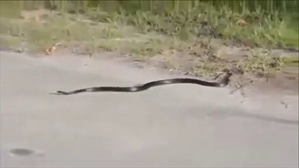 Weird Snake Goes Crazy And Kill’s Itself