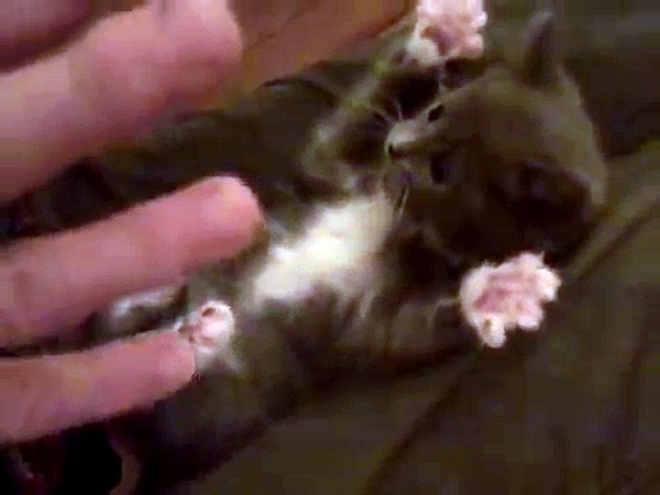Surprised Kitty (Original) - Funny Cat Videos #3