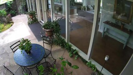 Oiseau vs Baie vitrée