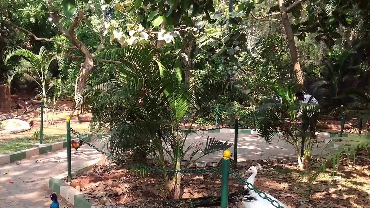 White Peacock VS Indian Peacock At Karanji Lake Of Mysore