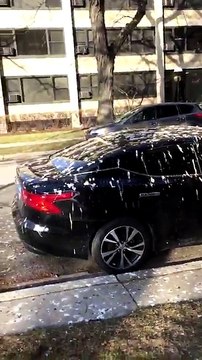 Des centaines de voitures recouvertes de fientes d'oiseaux à Chicago