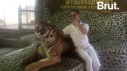 Le "selfie-tigre" fait scandale en Thaïlande