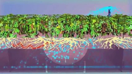 Green and Sedum Roof Suppliers in Georgia