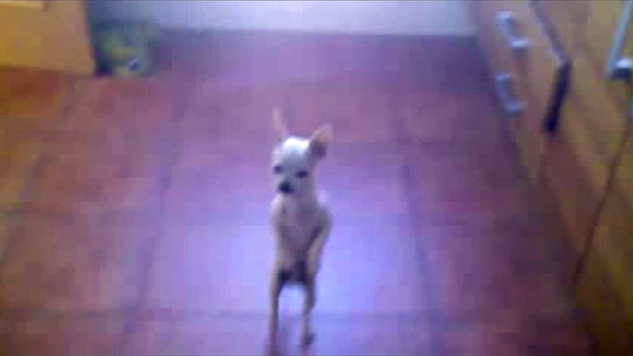 Baila el perrito baila Ana María me ha dejáo