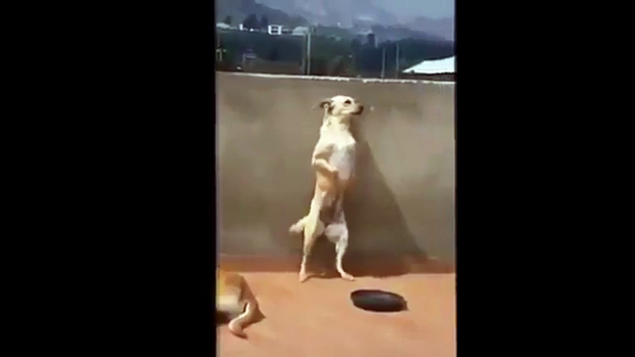 El perro baila cumbia