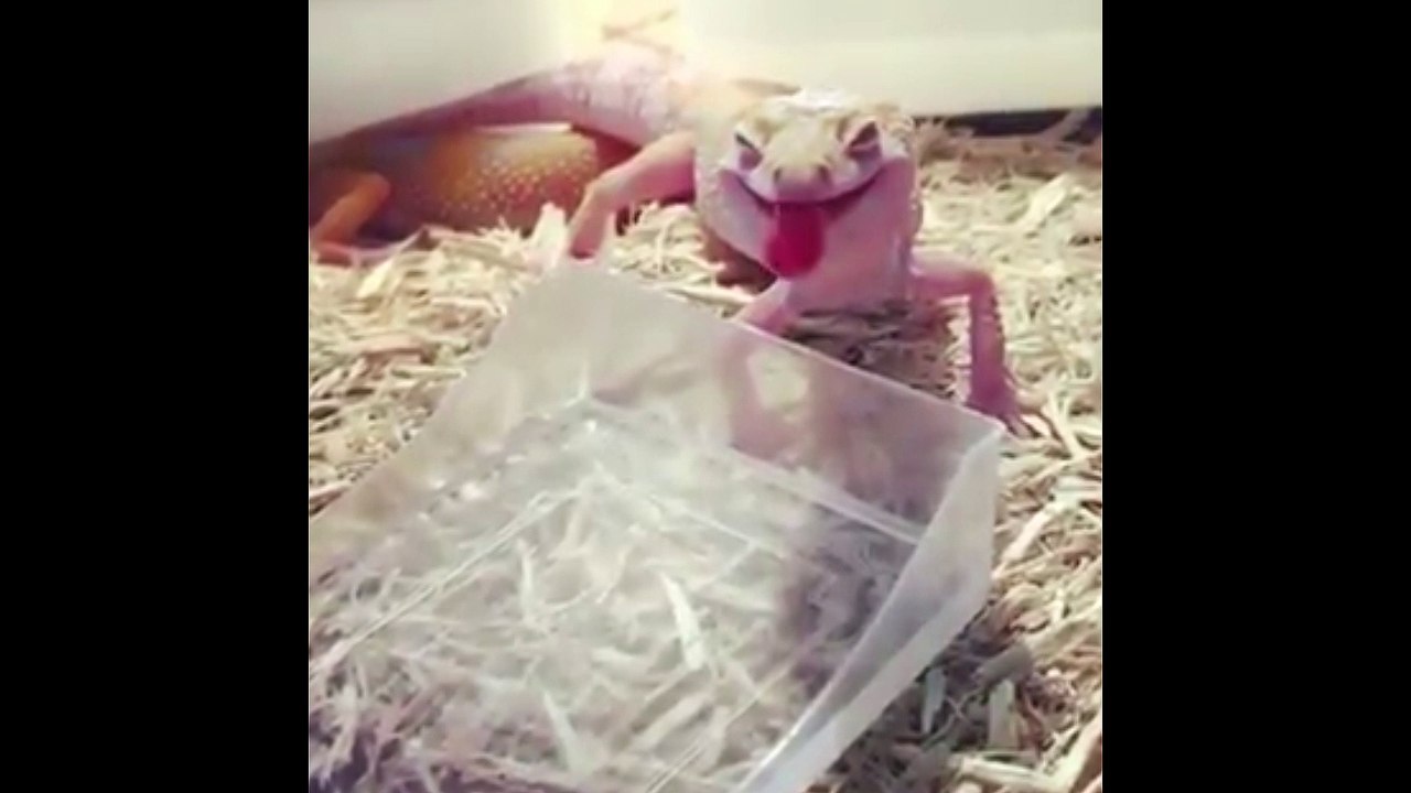 Lagarto que se ríe todo el tiempo