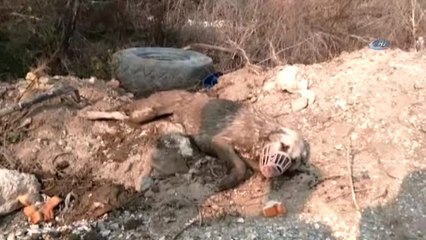 Su Kuyusuna Düşen Köpeği İşçiler Kurtardı