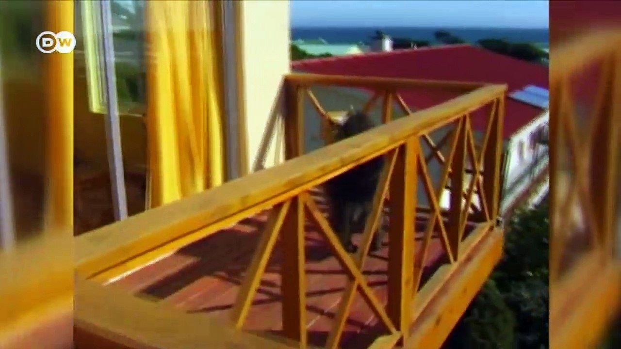 Akustische Zäune gegen Paviane | DW Deutsch