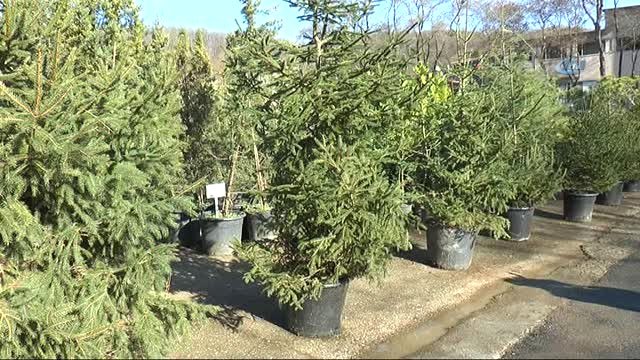 İstanbul'da Yılbaşı Öncesi Kaçak Çam Ağacı Operasyonu