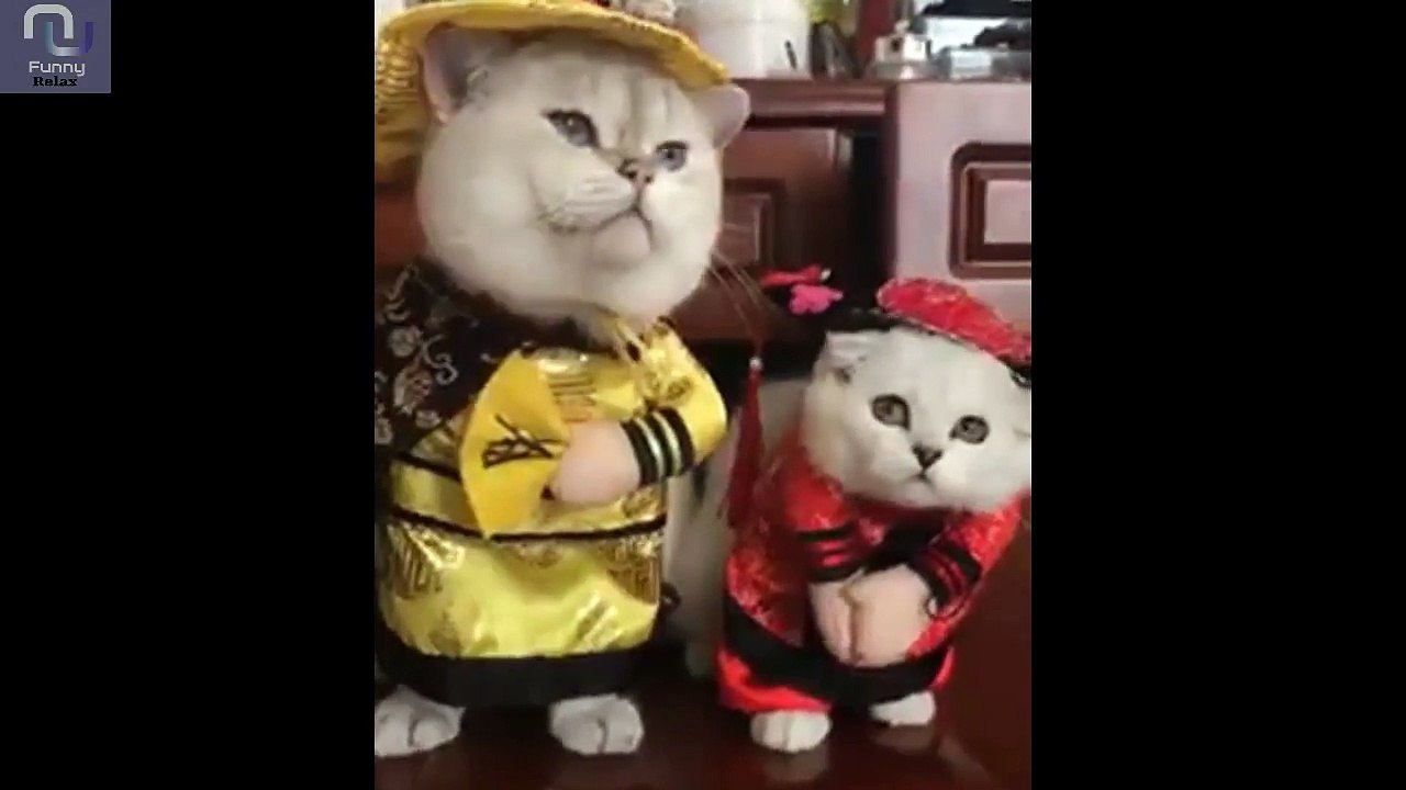 Funny Dog And Cats Part 1
