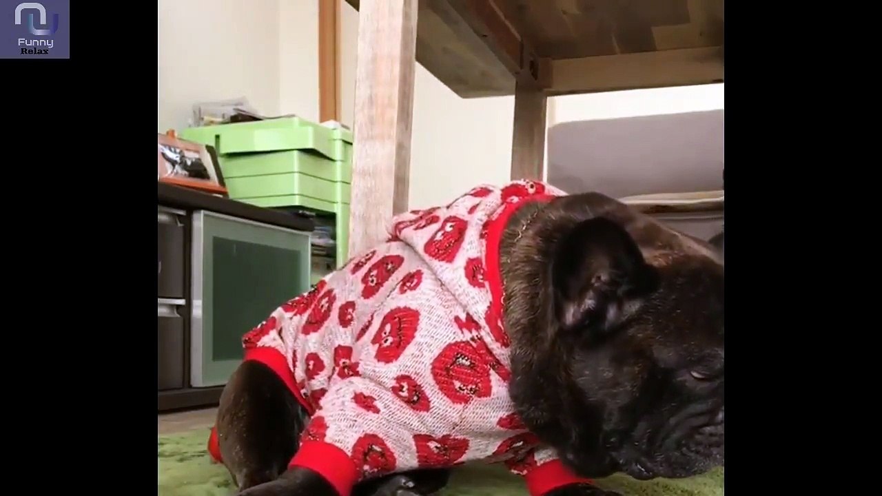 Funny Dog And Cats Part 2