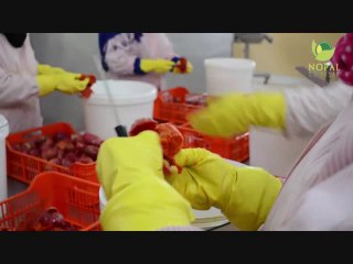 NOPAL TUNISIE BARBARY FIG OIL