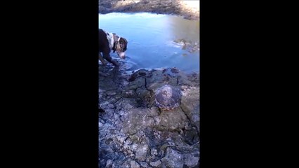 Un crocodile surgit et emporte ce pauvre chien qui n'a rien vu venir