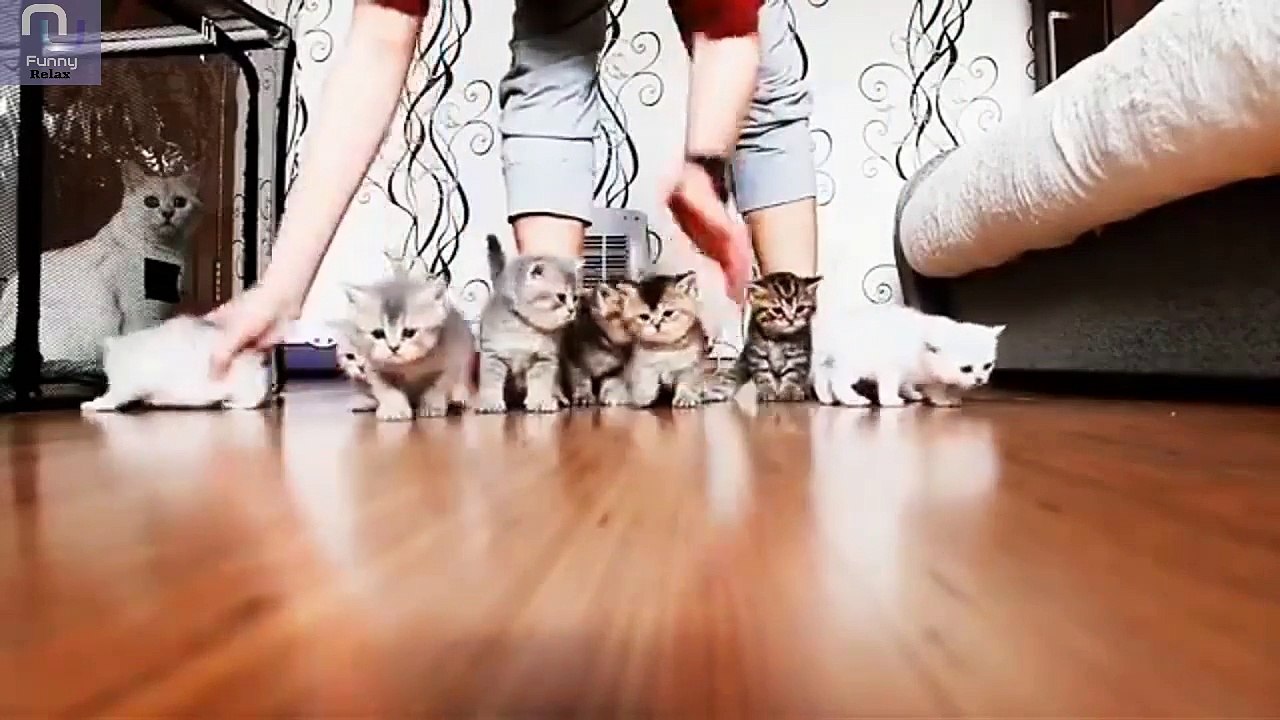 Funny Dog And Cats Part 4