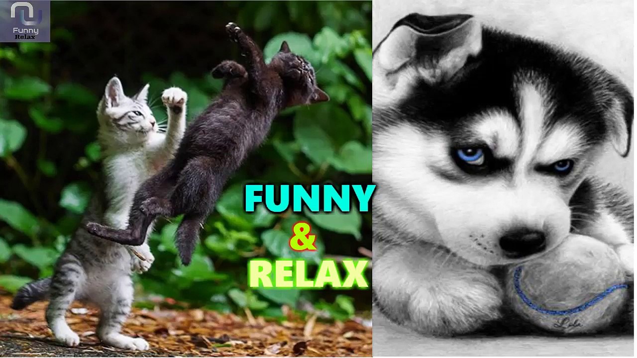 Funny Dog And Cats Part (5)