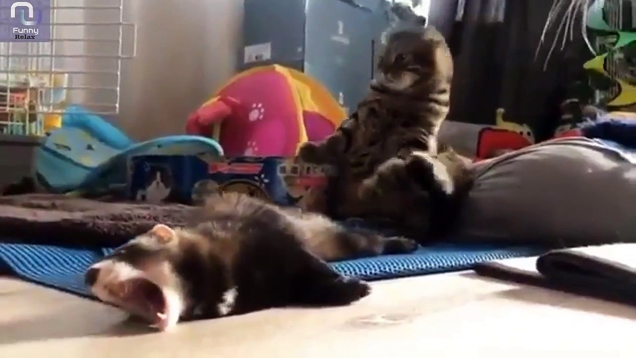 Funny Dog And Cats Part (7)