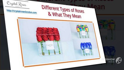 What different coloured roses mean and depict!