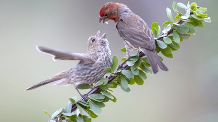 How to Raise a Baby House Sparrow