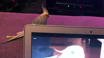 Lucky the iPhone singing cockatiel is OVER it!