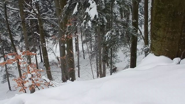 Ce garde forestier intervient pour sauver une famille d'ours piégée par une meute de loups !