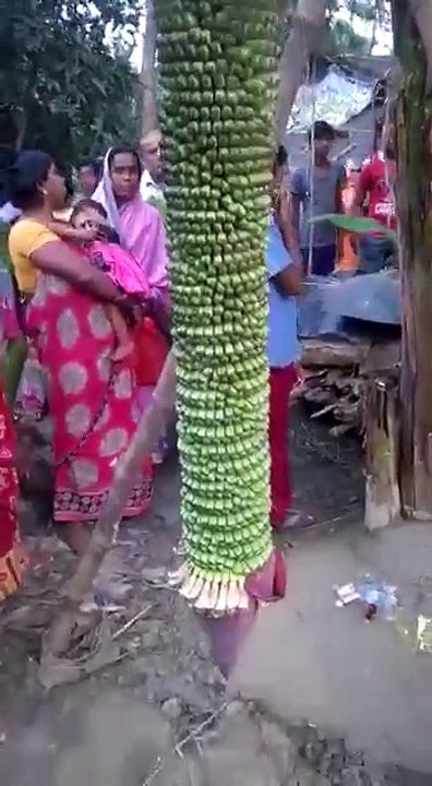 the jaint banana cug