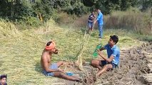 Tree Cutting Funny Videos? Rice Harvesting Funny Video | amazing idea