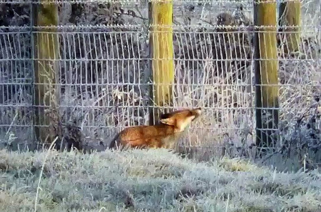 Un renard malicieux
