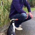 Le pingouin le plus cool du monde