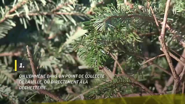 Que faire de son sapin de Noël après les fêtes ?