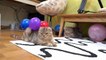 Chats VS ballons de baudruche