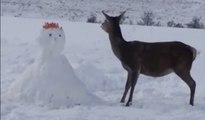 Le nez d'un bonhomme de neige dévoré par une Biche !