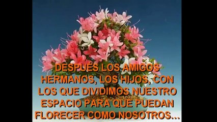 AMIGOS DEL ALMA