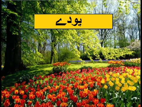 General Knowledge in Urdu for kids class 2 L 21, Plants, پودے