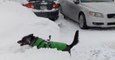 Dogs Run Laps Through Erie Record Snowfall