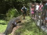 Ce dresseur fait sortir un crocodile géant de l'eau sous les yeux des touristes médusés