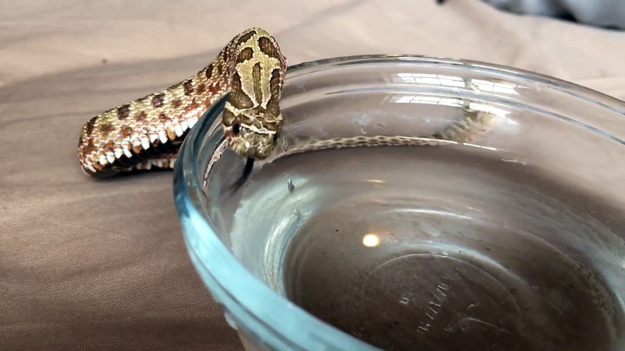 Un serpent qui boit c'est trop mignon