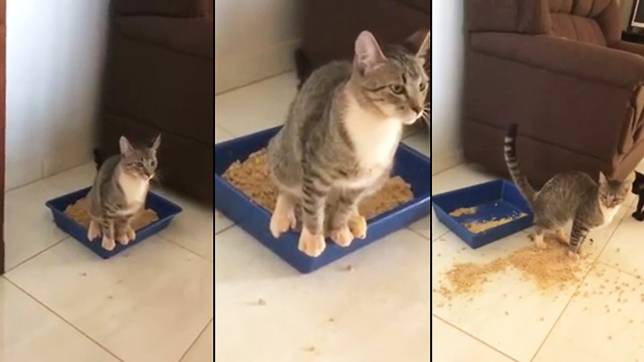 Un chat entrain de faire ses besoins