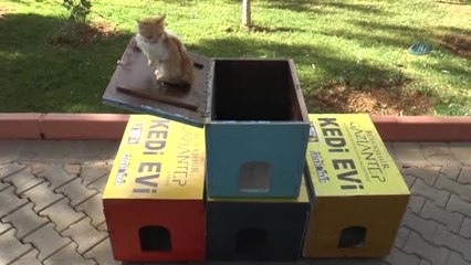 Seçimlerde Kaderin Belirlendiği Oy Sandıkları Sahipsiz Kedilere Yuva Oldu