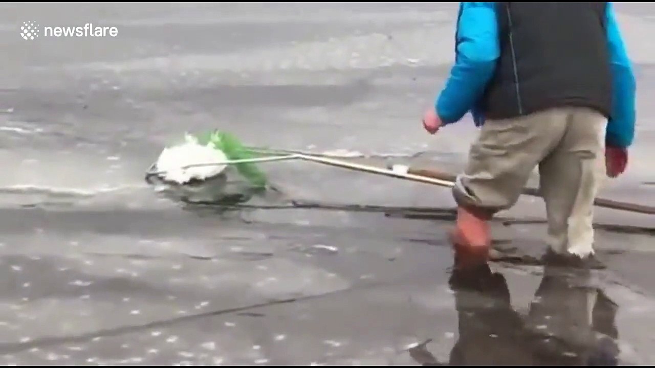 Un homme sauve une chouette des neiges d'un lac gelé
