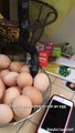 un serpent gobbe des oeufs dans une cuisine