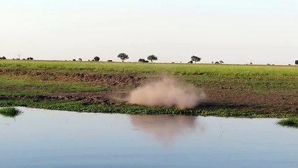 Ce lion se jette pour attraper un crocodile... Quelle rapidité