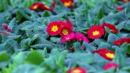 Belediyelere 'yerli süs bitkisi kullanın' çağrısı - YALOVA