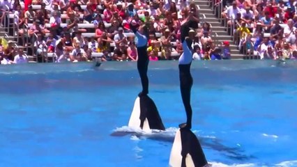Beautiful Dolphin Show - A Must See Video Before You Die!