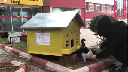 Öğrencilerden Sokak Kedilerine Sıcak Yuva