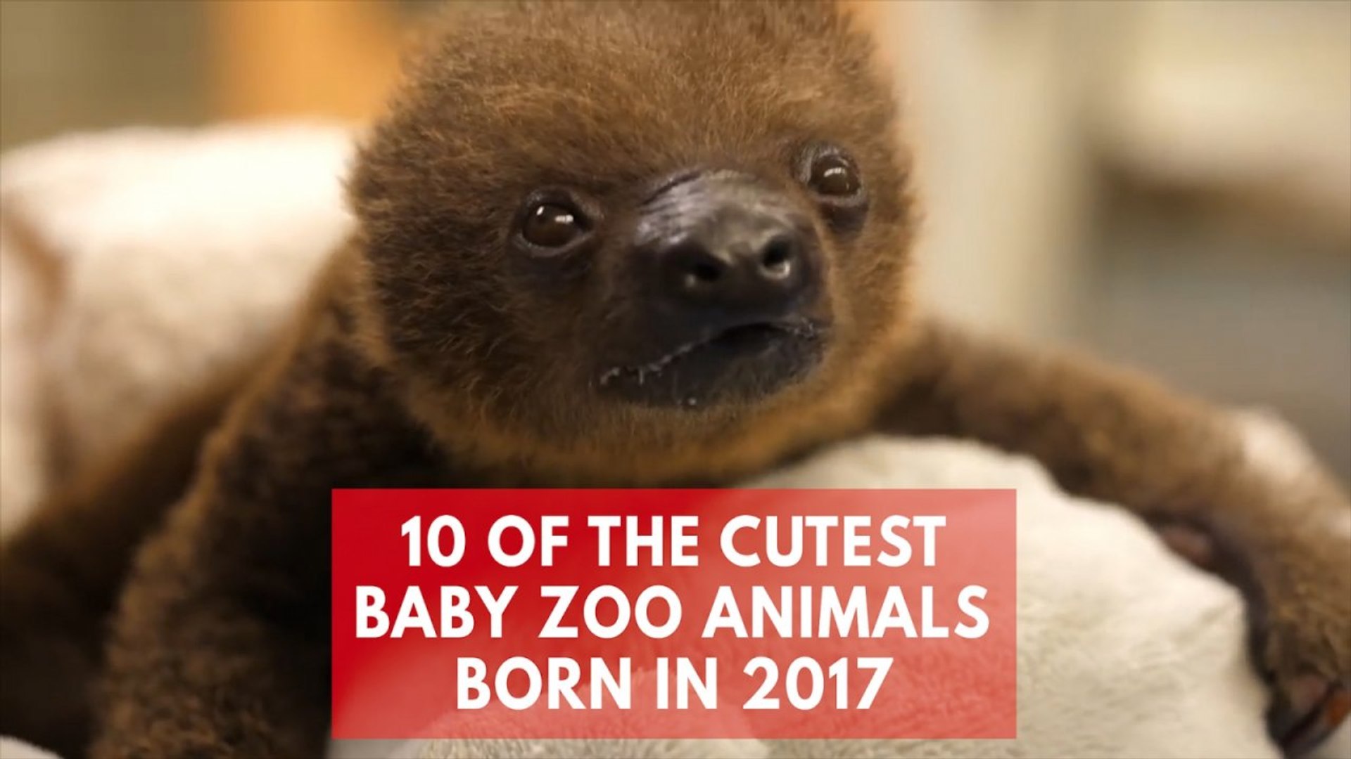 Top 10 cutest baby zoo animals of 2017 - video Dailymotion