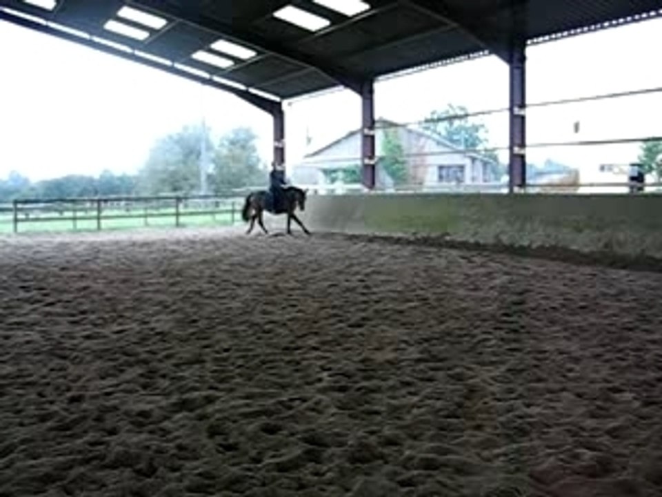 jument  dressage KWPN  galop main droite