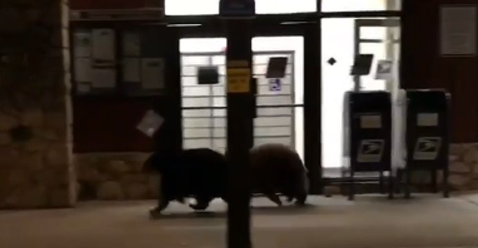 Placer County Sheriff's Deputy Spots Three Bears on Prowl Again