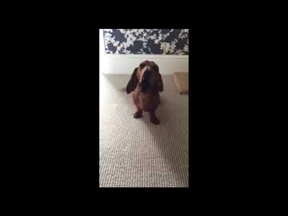Miniature Dachshund Lulu Has Happy Dancing Feet